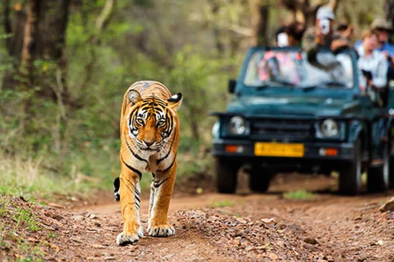 TIGER SAFARI IN NORTH INDIA