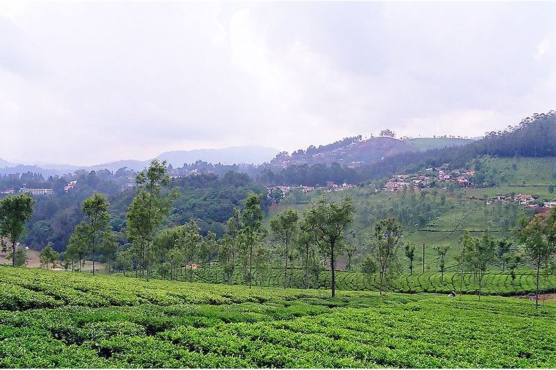 Blissful Ooty & Bandipur