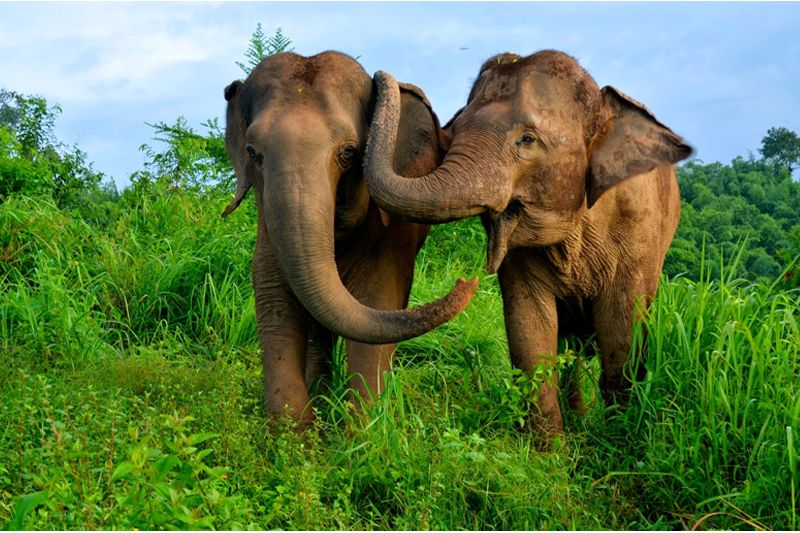 Tamil Nadu Wildlife Tour Packages